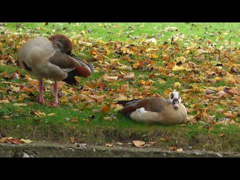A pair of Egyptian Geese, in Thetford :)