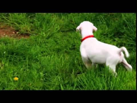 Domisol vom Terracotta-Imperium