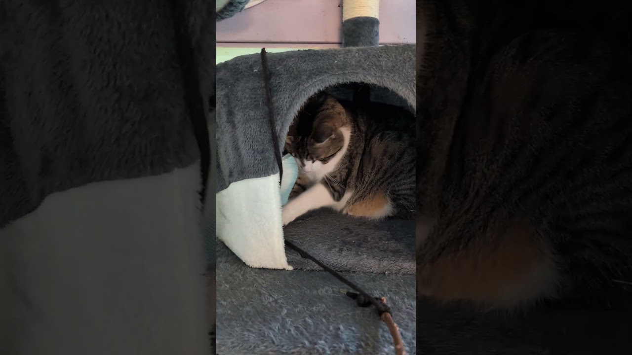 Enlarge Hannah, an adoptable mixed breed in Cedars, PA video 4/4