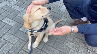 - 【Park debut】 Golden retriever puppy Bisuke who loves people