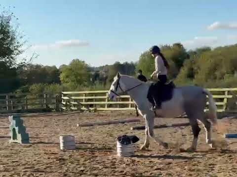 14.2hh Connemara pony LOT.391 - Image 2