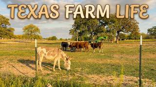 Donkeys Grazing & Cows Getting Fed on a Texas Spring Afternoon | Real Farm Life
