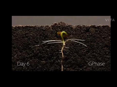 Bean time lapse 25 days soil cross section