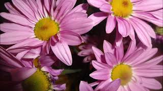 Waitin' for My Dearie (Piano Cover)