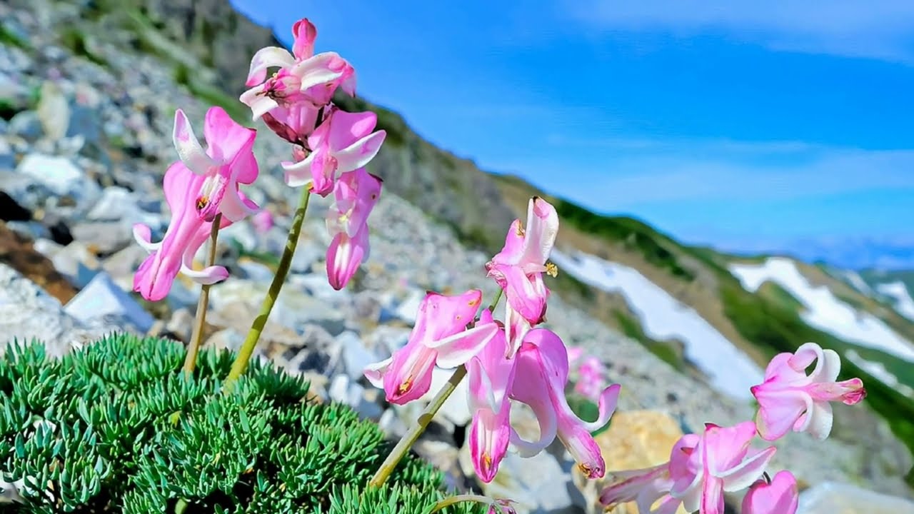 いつかある日　日本合唱協会