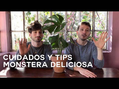 , title : 'Monstera Deliciosa Cuidados y tips / Costilla de Adán'