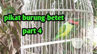 Download lagu PIKAT BURUNG BETET || DI PERKEBUNAN SAWIT PART 4 mp3