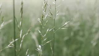 Music video thumbnail preview for Oval - Kastell (Official Music Video) by Oval
