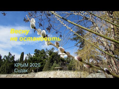 Крым 2020, Судак сегодня 7 марта. Весна пришла: котики, цветы, лебеди