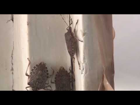 Najezda smrdibuba, kako se zaštititi?