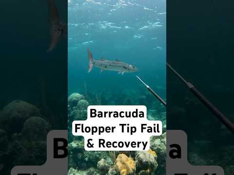 Barracuda Flopper Tip Fail - Found Him Later #spearfishing #spearo #hunting #barracuda #polespear