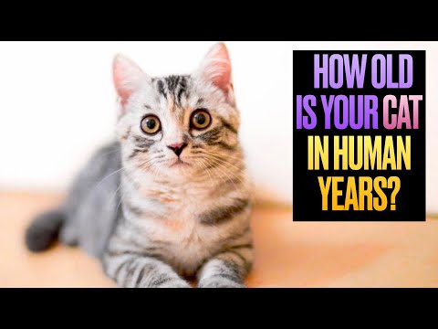 How Old is Your Cat in Human Years?