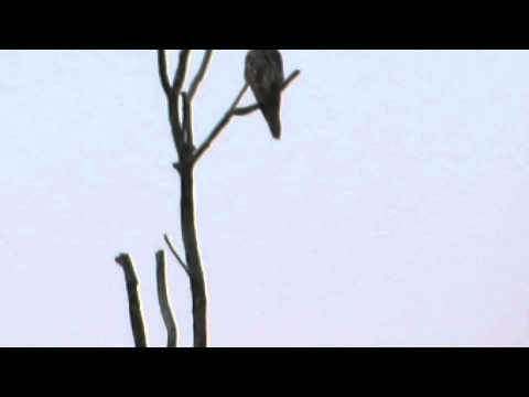 Kobuz, 06.09.2014 r., Domanice