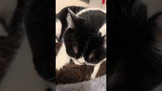 Big boy still a baby 😻 #cat #cute #purr #tuxedocat #love #shorts