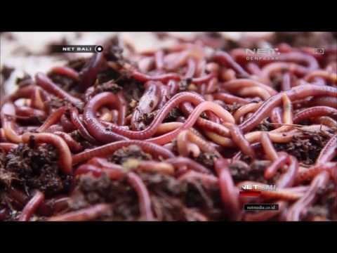NET. BALI - BUDIDAYA CACING TANAH