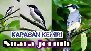 Download lagu Suara pikatan kapasan kemiri. mp3