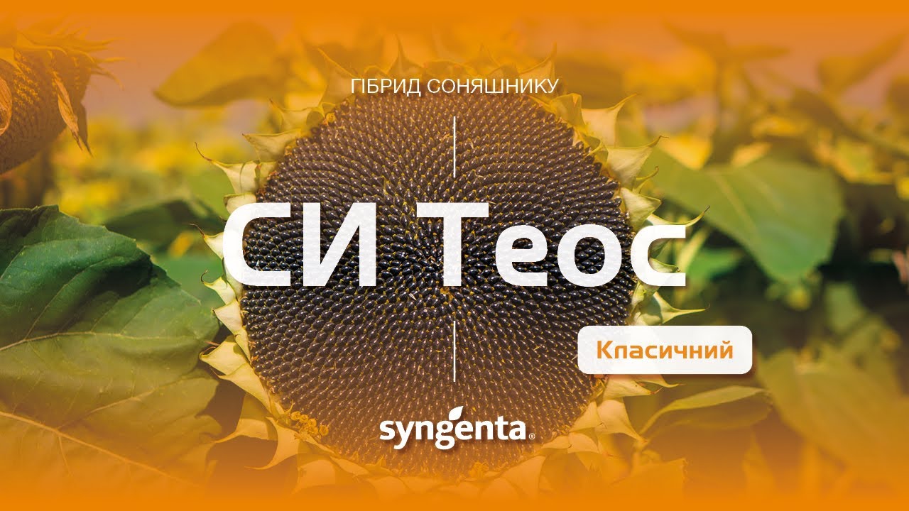 Насіння соняшнику Теос Круїзер