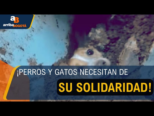 Corferias recibirá ayudas para mascotas afectadas por el terremoto