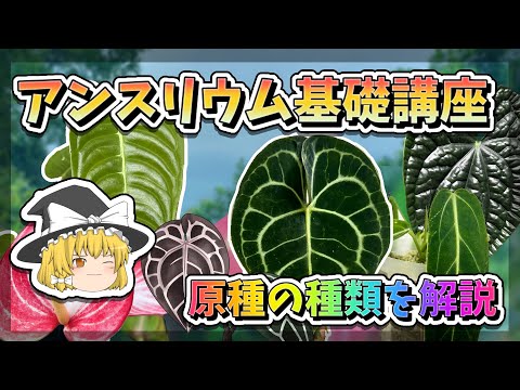 アルティドナについて詳しく解説