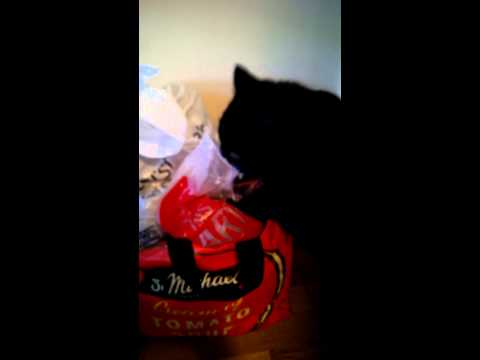 Our cat eats plastic bags...