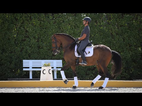 **SOLD** Amateur friendly Lusitano Gelding (REF#530)