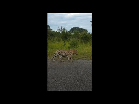 Leopard marking territory Kruger National Park taken February 2020