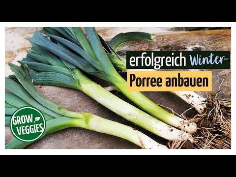 , title : 'Porree / Lauch anbauen die Wintersorte | Gemüseanbau im Garten für die Selbstversorgung im Winter'