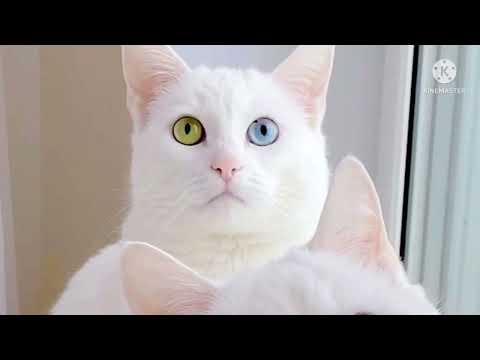 little kitten cute video # @ lill cats