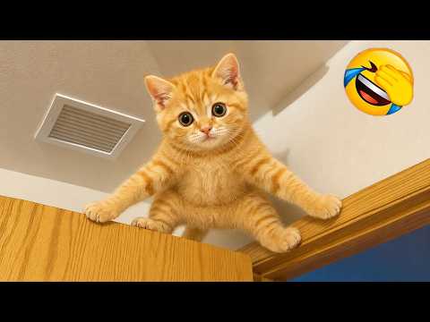 Funny Cats Compilation 2026 🤣| TRY NOT TO LAUGH 🐱 Funny Animal Videos Part 6