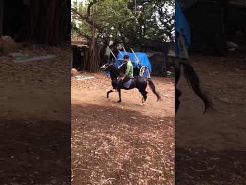 prince Yadav Horse riding video
