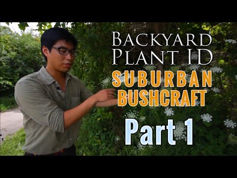 Backyard Plant ID | Part 1/3 | How to Identify Edible and Useful Bushcraft Plants in the Summer
