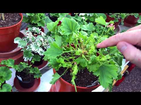 Late December 2019 Plus Stopping Regals for next Summers shows