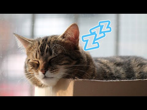 CANCIONES PARA CALMAR Y RELAJAR A TU GATOS 🐱 SIN ANUNCIOS Y FUNCIONA