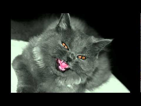 Music of the Zandalari - Bethekk