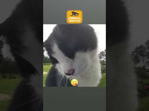 Nous avons attrapé les meilleurs animaux sur Internet pour que vous n'ayez pas à le faire !