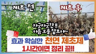 천연제초제 만들기!! 지긋지긋한 잡초들 1~2시간안에 잡아버립니다.