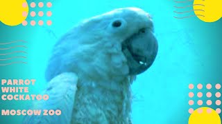 Попугай Белый какаду Московский зоопарк Parrot White Cockatoo Moscow Zoo
Подпишитесь на канал https://www.youtube.com/c/ziminvideo
Попугай. Белый какаду. Московский зоопарк.
Музыка - Александр Зимин.
Отряд: Попугаеобразные.