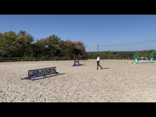 Top cheval amateur 