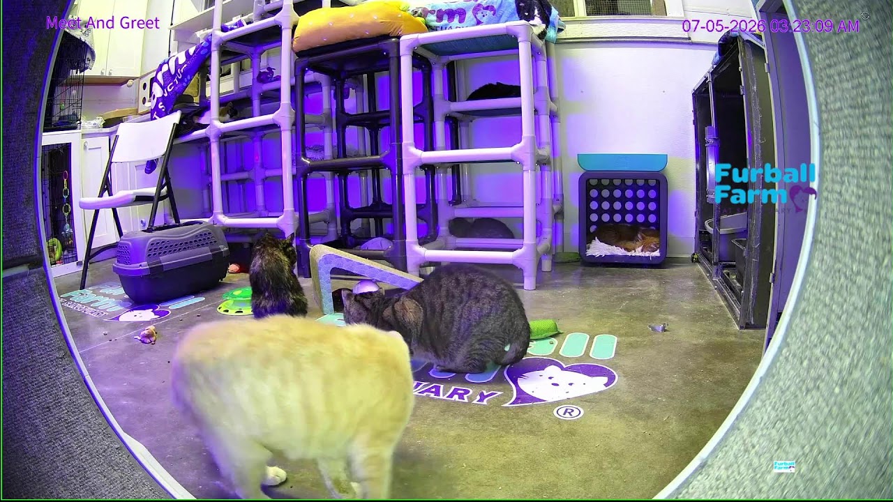Live webcam view of Furball Farm Cat Sanctuary Live