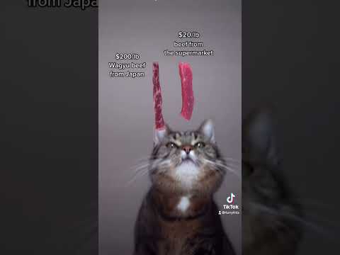 Spoiling my kitty with some wagyu beef from Japan  #furryfritz #catographer #cat #wagyu #wagyubeef