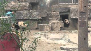 preview picture of video '北京旅行　北京動物園パンダ　ビデオカメラ編'