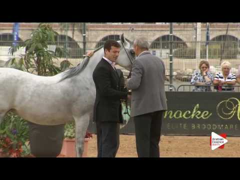 Most Beautiful Head Award - Class 5 - N. 85