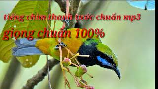 Download lagu tiếng chim thanh tước chuẩn 100% mp3 mp3 Download lagu tiếng chim thanh tước chuẩn 100% mp3 mp3