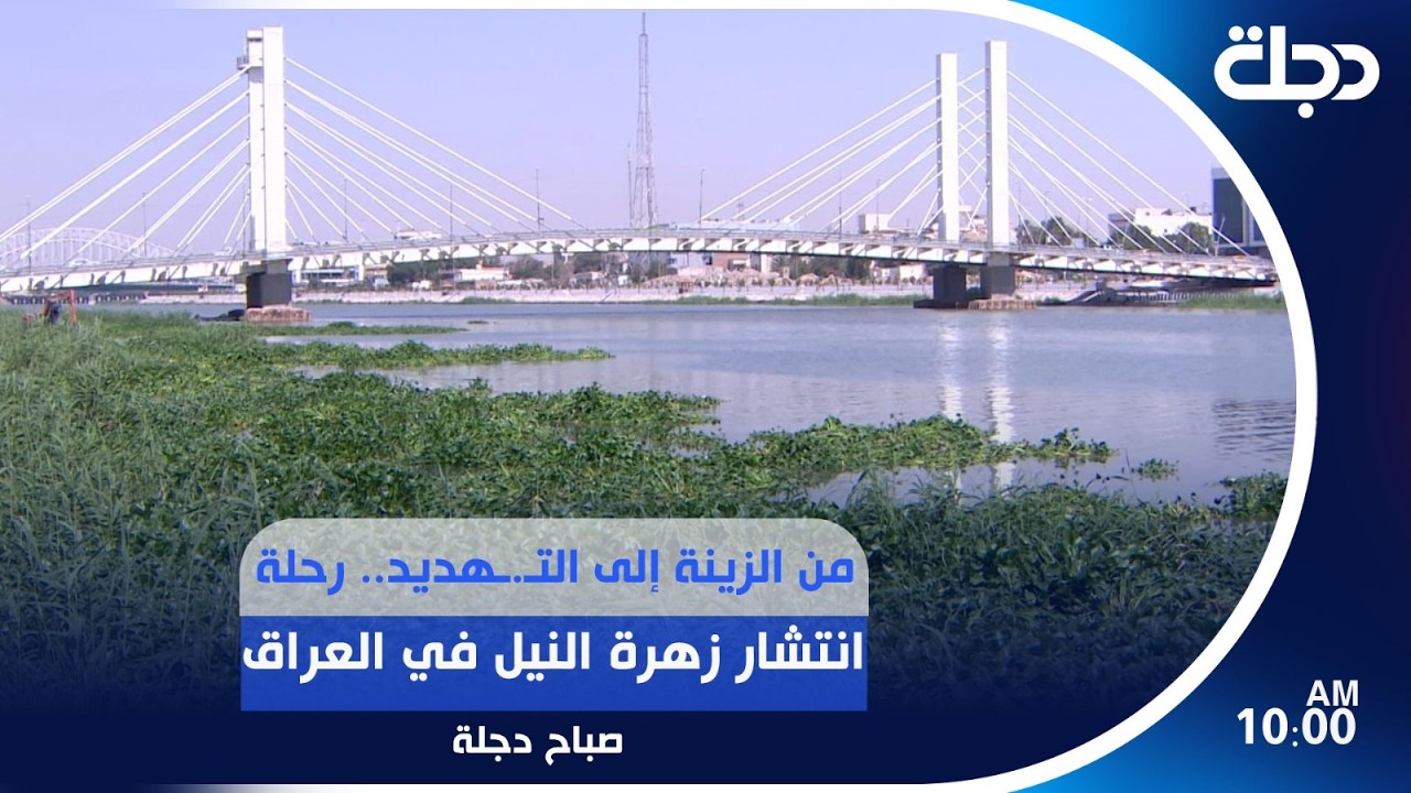 فيديو | من الزينة إلى التـ.ـهديد.. رحلة انتشار زهرة النيل في العراق | #صباح_دجلة
