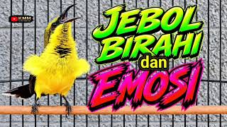 Download lagu PANCINGAN SOGON AGAR BUNYI JEBOL BIRAHI DAN EMOSI‼️ mp3