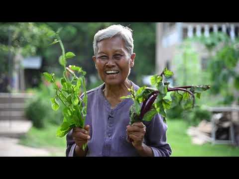 สรรพคุณผักปลัง โดยป้าปีกบุญ