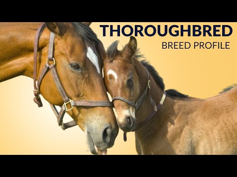 Thoroughbred Horse Breed Profile History - Price - Characteristics - Training - Grooming