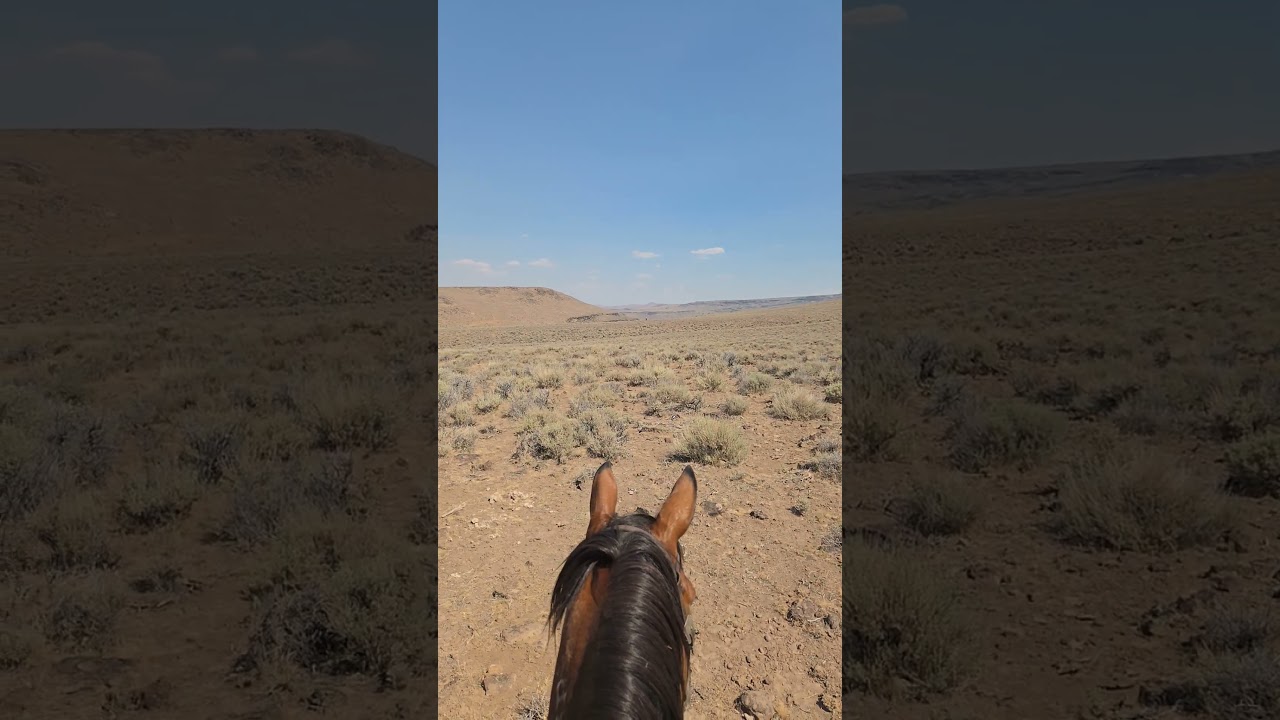 Cowboyin on the Northern Nevada Desert!  #cowboys #buckaroo