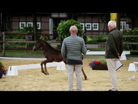 -Endring-39. Hengst, geb. 14.05.2022 – RV: Glamourdale M: Dancier – Regazzoni