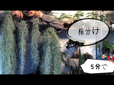 ルイジアナモス、スパニッシュモス 植物